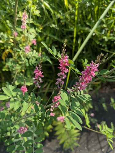 Dwarf false-indigo (Indigofera pseudotinctoria)