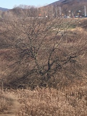 Populus deltoides deltoides