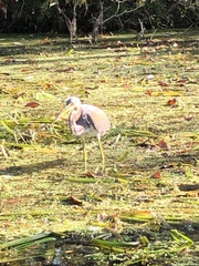 Egretta tricolor image