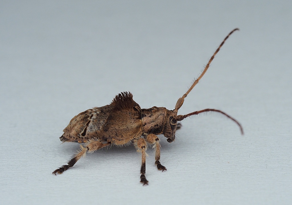 Hybolasius