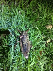 Lethocerus annulipes