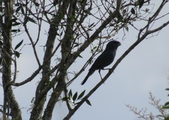 Cyanoloxia glaucocaerulea