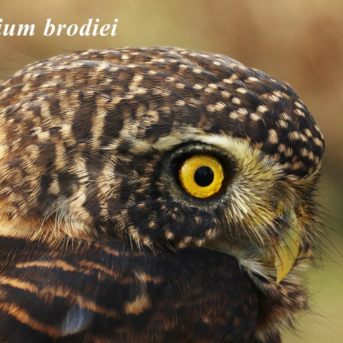 Collared Owlet