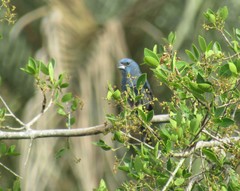 Cyanoloxia glaucocaerulea