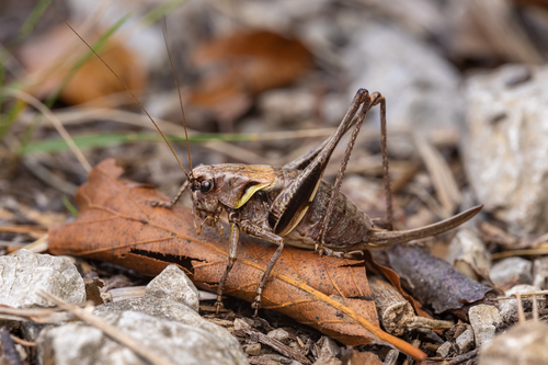 Alpine Dark Bush-cricket, photo 2 of 10