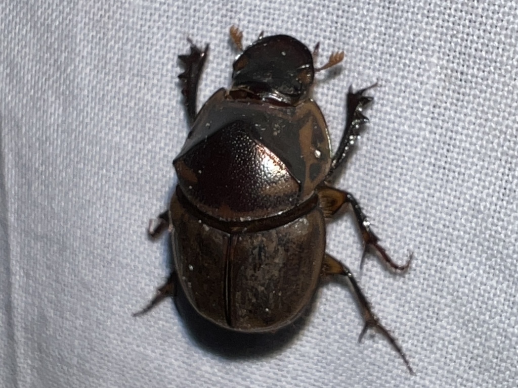 Onthophagus obliquus