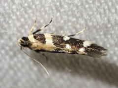 Macrobathra bigerella