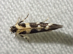 Macrobathra bigerella