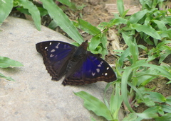 Doxocopa