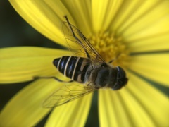 Eristalis cerealis