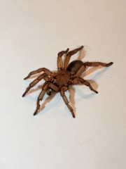 Myrmekiaphila comstocki