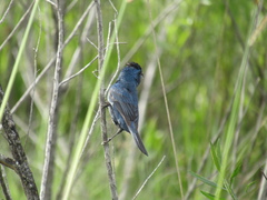 Cyanoloxia glaucocaerulea