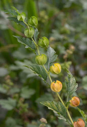 apple-of-Peru