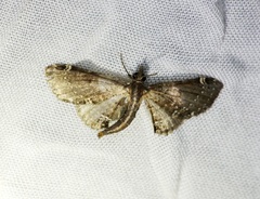 Girida rigida