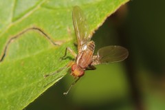 Helosciomyzidae