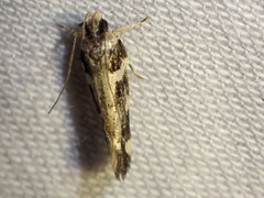Macrobathra bigerella