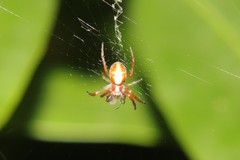 Novaranea queribunda