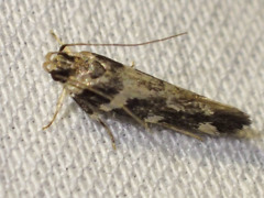 Macrobathra bigerella