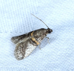 Acrobasis encaustella