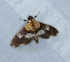 Aetholix flavibasalis