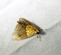 Agrotera