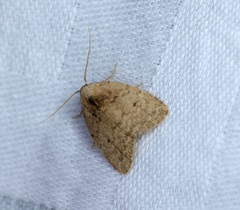 Anachrostis