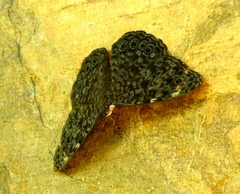 Hamadryas atlantis lelaps