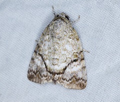 Blenina quinaria