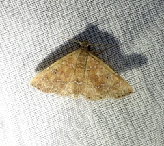 Cerynea punctilinealis