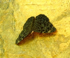 Hamadryas atlantis lelaps