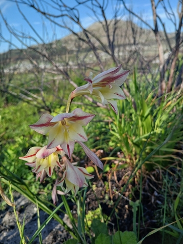 Homoglad Variations (Gladiolus huttonii)