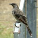 Little Wattlebird - Photo (c) Victor W Fazio III, some rights reserved (CC BY-NC)
