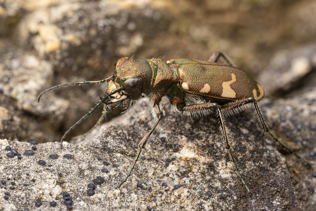 Cicindela sylvicola