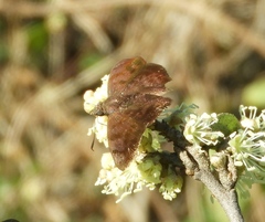 Pellicia dimidiata dimidiata