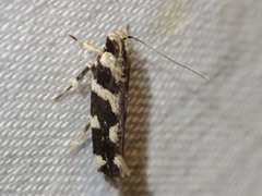 Macrobathra bigerella