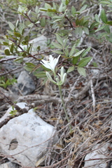 (c) yelena_antipova, some rights reserved (CC BY) Vagaria parviflora, photograph (c) yelena_antipova, some rights reserved (CC BY)