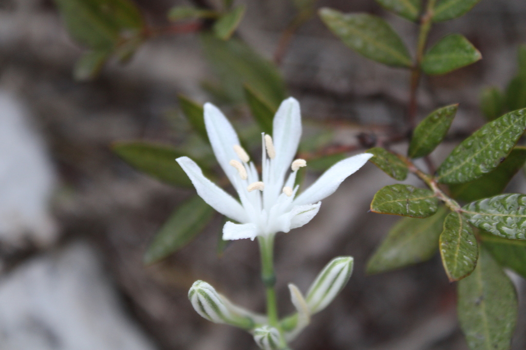 Vagaria parviflora; photograph (c) yelena_antipova, some rights reserved (CC BY)