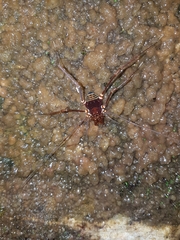 Cranaidae