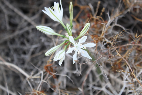 Vagaria parviflora, photograph 4