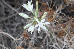 (c) yelena_antipova, some rights reserved (CC BY) Vagaria parviflora, photograph (c) yelena_antipova, some rights reserved (CC BY)