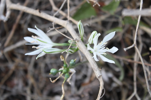 Vagaria parviflora, photograph 5