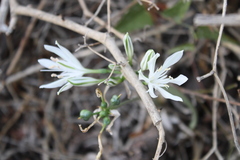 (c) yelena_antipova, some rights reserved (CC BY) Vagaria parviflora, photograph (c) yelena_antipova, some rights reserved (CC BY)