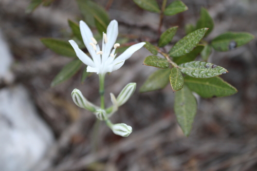 Vagaria parviflora, photograph 3