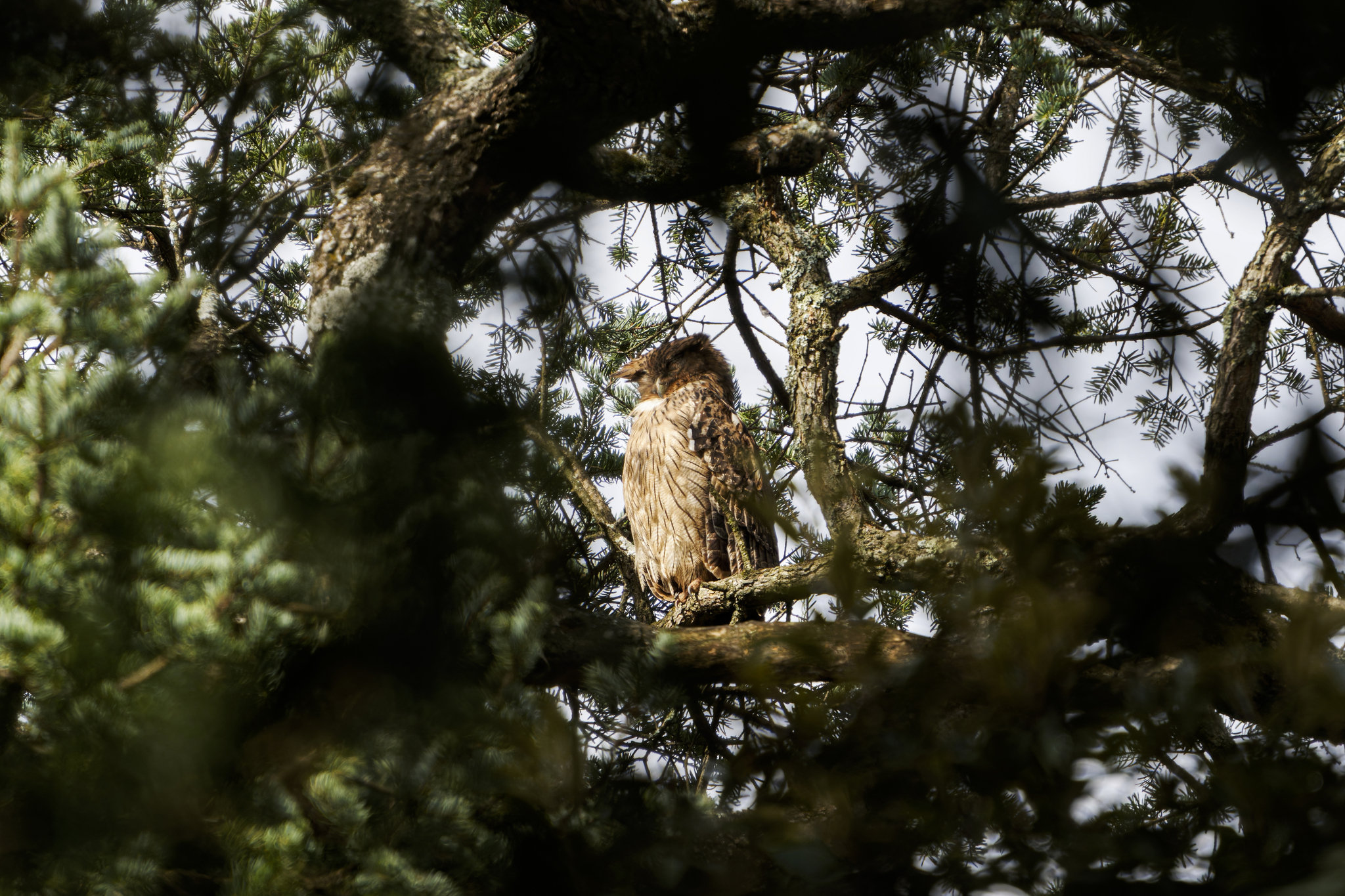 Brown Fish Owl