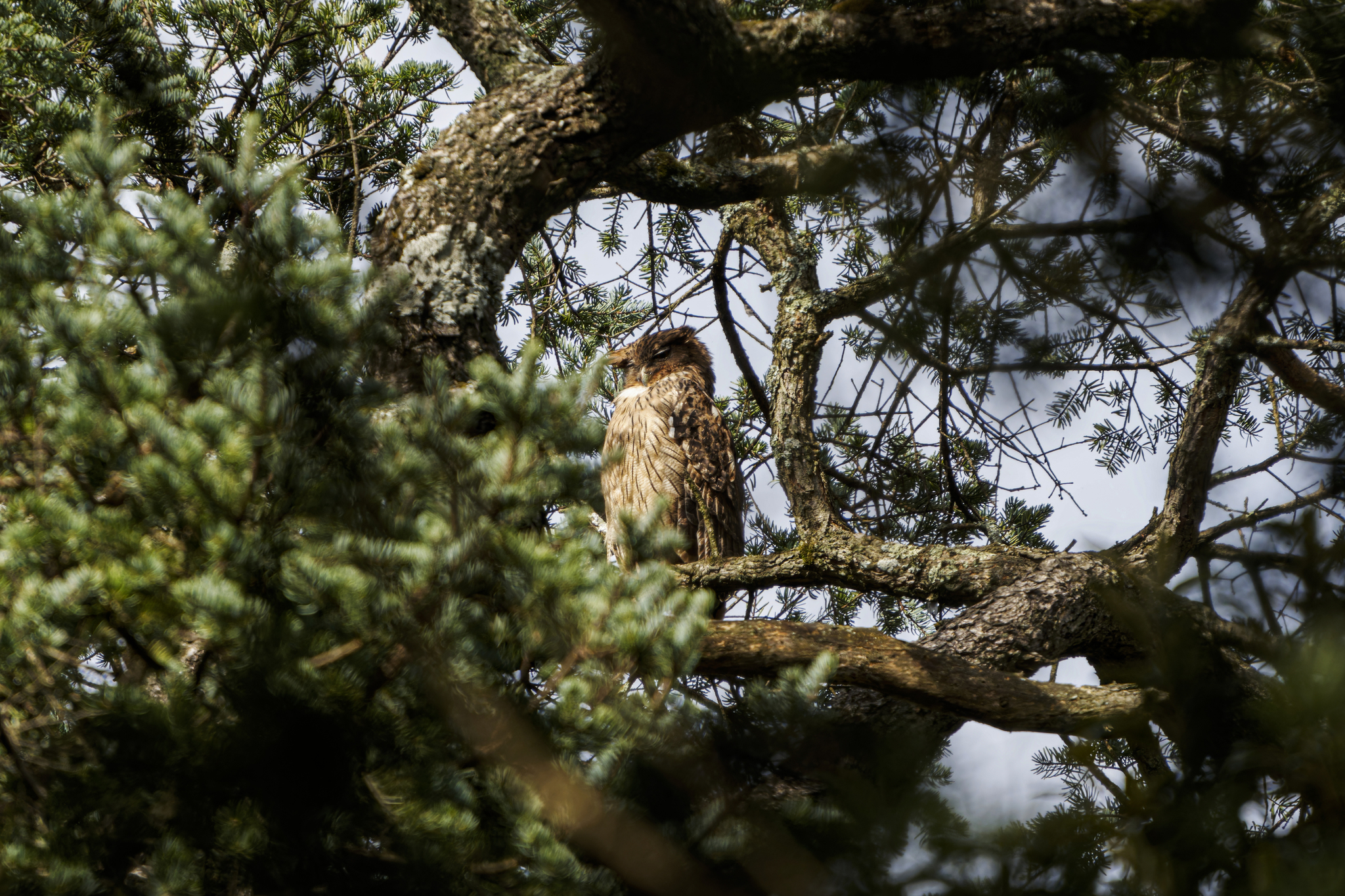 Brown Fish Owl
