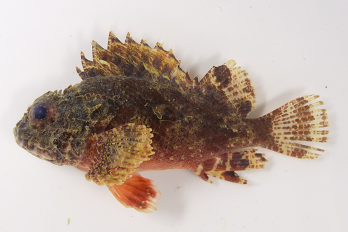 Parascorpaena aurita observed 2025-09-27