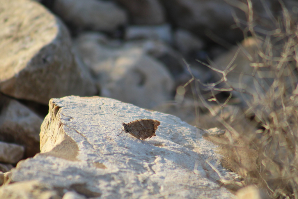 Desert Grayling