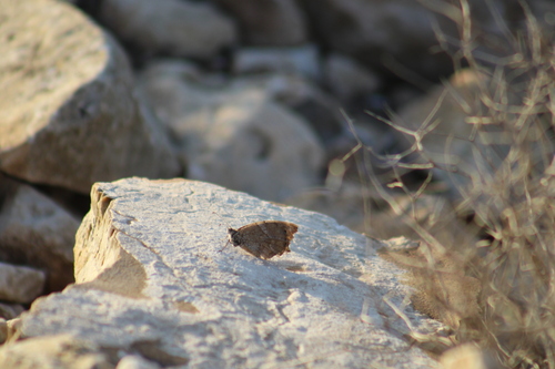 Desert Grayling