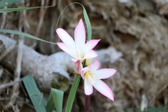 Amaryllis belladonna