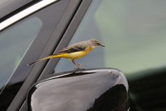 Motacilla cinerea patriciae